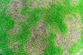 Gardening expert shares 'holy grail' product that revives patchy lawns in weeks