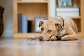 Dog owners advised to take important action before November 5