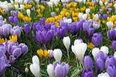 Three flowers you must plant now for 'colourful display of stunning blooms' come spring