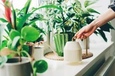 Households with a fan issued warning - your house plants could be dying