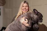 Meet Frankie, the giant French bulldog who might be the world's largest at 26kg