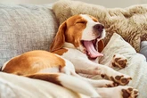 Your dog's sleeping position says a lot about their personality