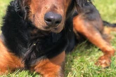 Dogs 'poisoned with cannabis' in Midland park