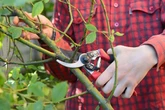 Three plants to prune and gardening tasks to get done before end of October