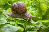 Natural way to eliminate slugs and snails from your garden