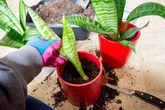 Three houseplants that help remove mould and condensation - and they're easy to care for