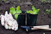 Gardening expert says put plastic forks in your plant pots for vital reason