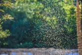 Simple way to banish midges and flies with two ingredients