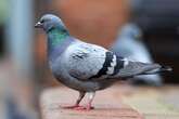 Expert shares four plants pigeons 'hate' and will keep them out of your garden