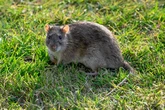 Banish rats from your garden by removing this one item in May