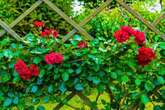 Monty Don shares 15-minute gardening job to help roses bloom brilliantly next year