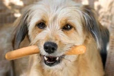 Dog owners issued warning over sharing 'toxic' meat with their pets