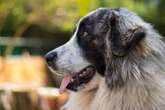 Crufts breeder's 'friendly giants' among just 17 dogs in the country