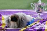 'Unique' Crufts dog breeds people didn't know existed until competition