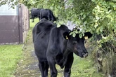 'Udder' chaos as 60 cows trample flower beds and eat lawns after escaping from farm