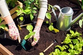 Gardening expert's simple hack that will save you money when buying plants