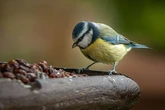 Gardeners urged to place a washing up bowl in their garden immediately