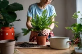 Households urged to put plants near windows this month for major health benefit