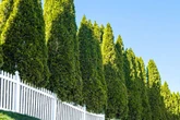 Neighbour's tree is blocking my light - can I cut it back? Experts have key advice