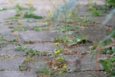 Simple boiling water technique to kill weeds on patios and driveways