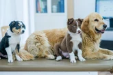 Vet shares five dog breeds that cost owners the most in vet bills