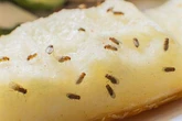 UK households 'inundated' with fruit flies taught simple trap that will clear home