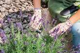 Gardening expert claims lavender can be 'brought back to life' with one autumn job