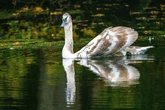 Stunning images as swans glide still Midland lake