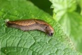 Natural slug barrier for your plants that you can make for 39p