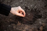 One popular food item is 'very easy' to grow in your garden, expert claims