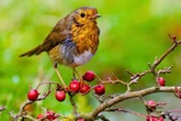 Bird experts say put out 1 kitchen item to keep robins and blue tits coming to your garden