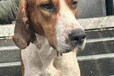 Midland dog becomes hero after giving life-saving 'blood transfusion' to sick puppy