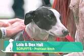 Crufts: Black-and-white whippet mix 'Lola' wins 'Scrufts' title