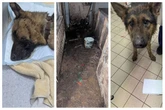 'Cesspit' horror as Lancashire RSCPA find dogs in 'worst room ever seen'