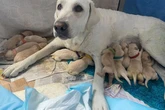 Family dog sits while owner away and gets massive surprise