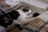 Cat attacked with acid in cruel torment left unable to blink
