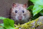 Easy ways to get rid of rats and mice from homes and gardens