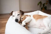 Expert shares what dogs are likely to dream about - and it's very sweet