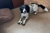 Dog dies after suspected adder bite on Anglesey beach as owner issues warning