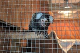 'Terrified' Monkey discovered abandoned on London bus in laundry bag