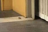 Rodents filmed running into cafe at Birmingham New Street