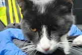 Shop thief found with cat that didn't belong to him