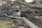 Huge tree ripped from ground in Birmingham during school run