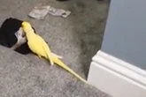 Drug gang locked up for 103 years after pet parrot filmed saying 'two for 25'