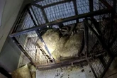 Neglected dogs removed from 'filthy' Midlands home