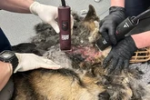 Birmingham dog handler avoids jail after German Shepherd found with 'horrendous injuries'