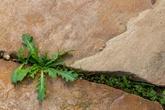 Remove weeds from paving with simple and effective way — not vinegar