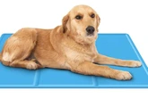 'My poochy really benefits from it' - why pet owners love Amazon's £15 cooling mat