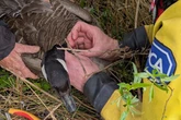 'Careless' anglers warned as goose impaled on old fish hook