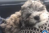 Public name West Midlands Police's first ever wellbeing puppy - and it's adorable